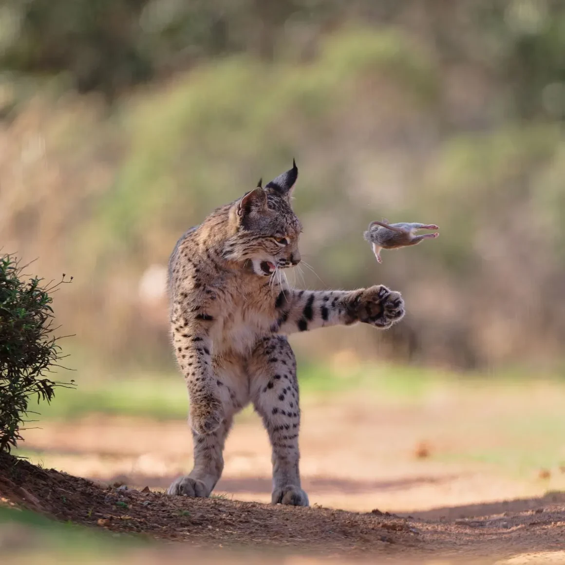 Iberian lynx photo award winner Flying Rodent by Josef Stefan