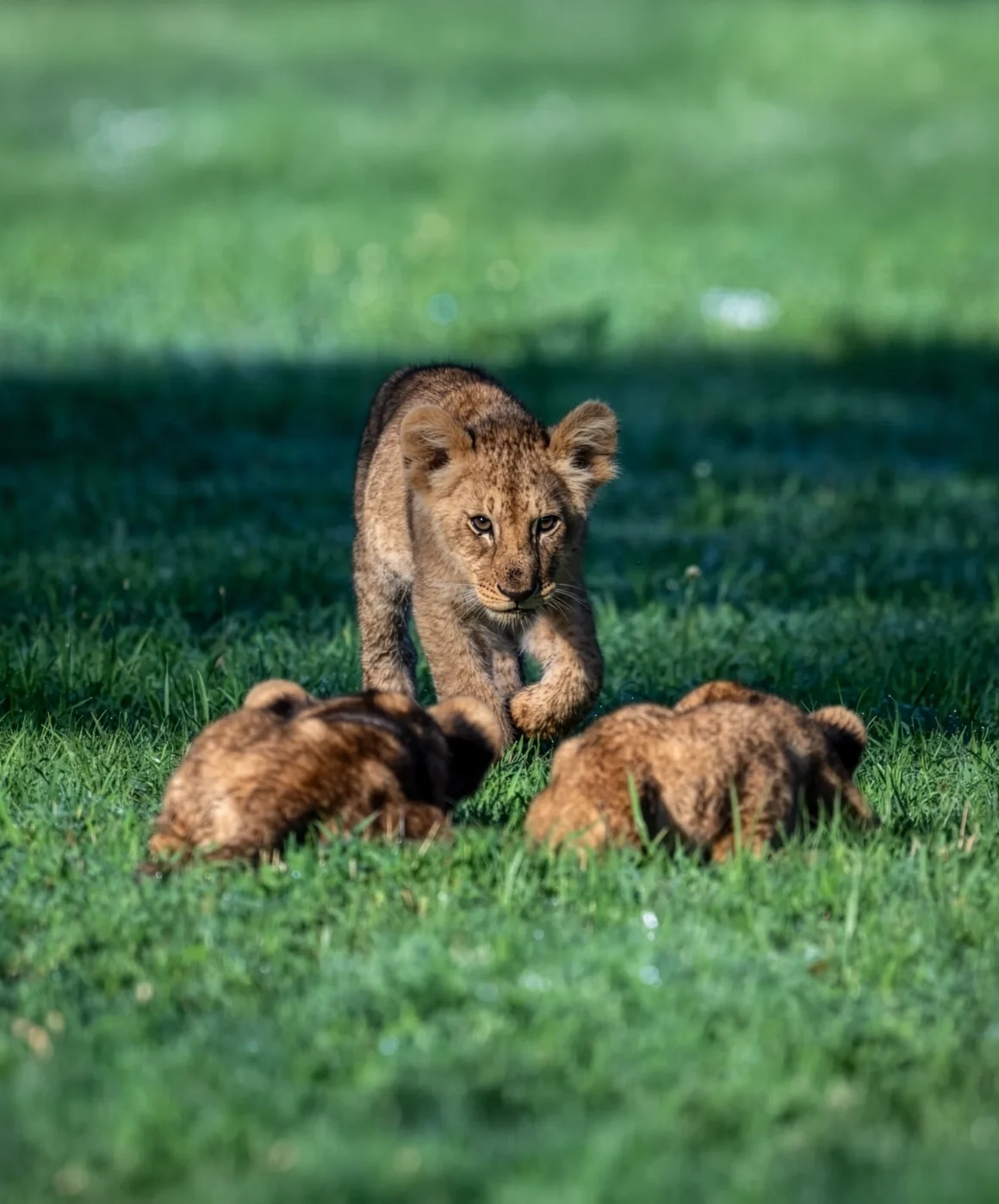 lioncups-hunting-practice