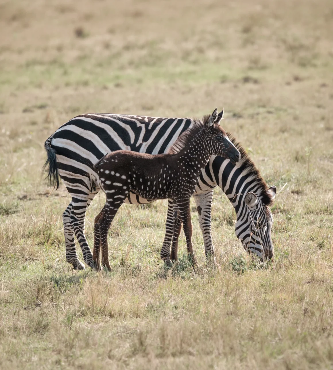 polka-dot zebra foal photographed in Kenya