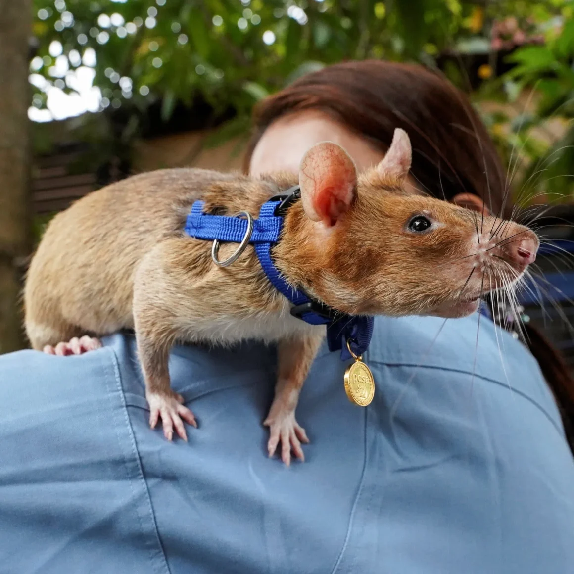 Close-up of hero rat Magawa on a handler’s shoulder with harness and medal visible