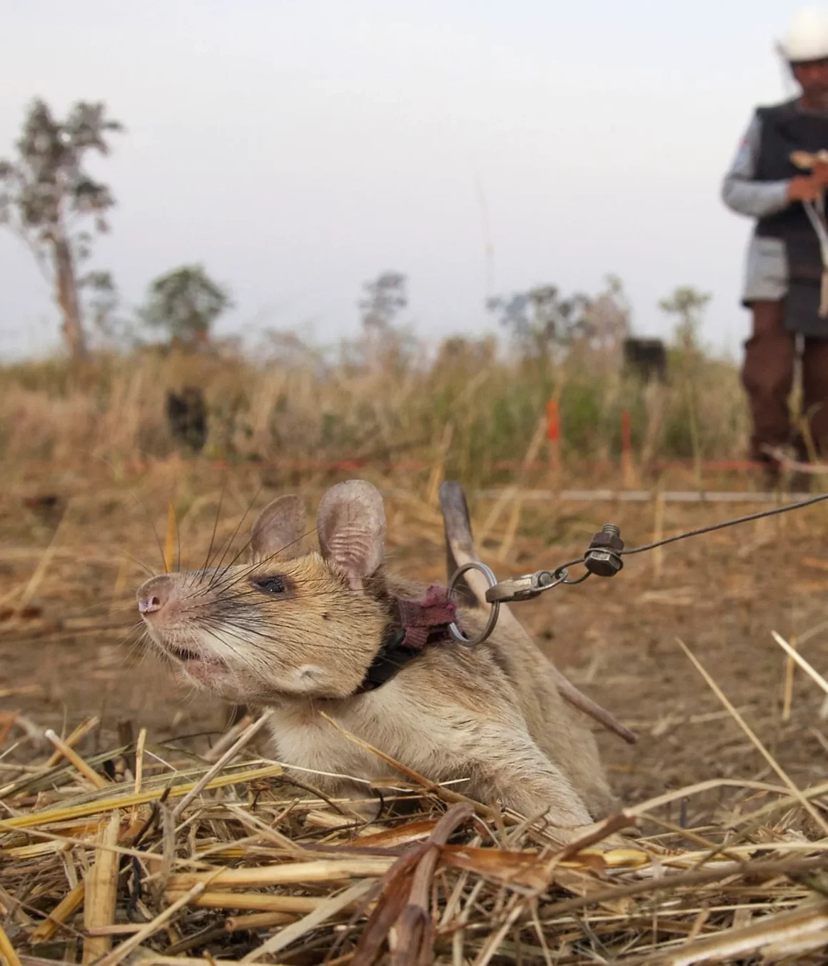 Hero rat Magawa detecting landmines in a field while attached to a guiding line