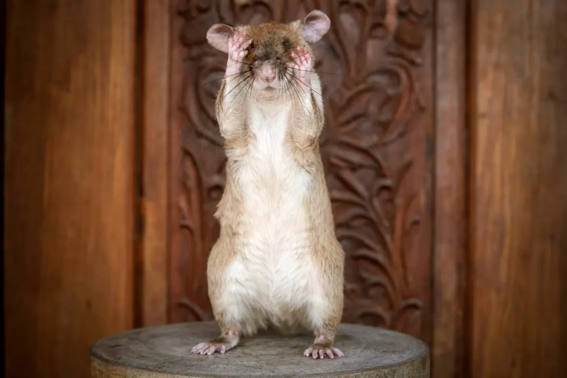 Hero rat Magawa standing upright in a portrait against a wooden background