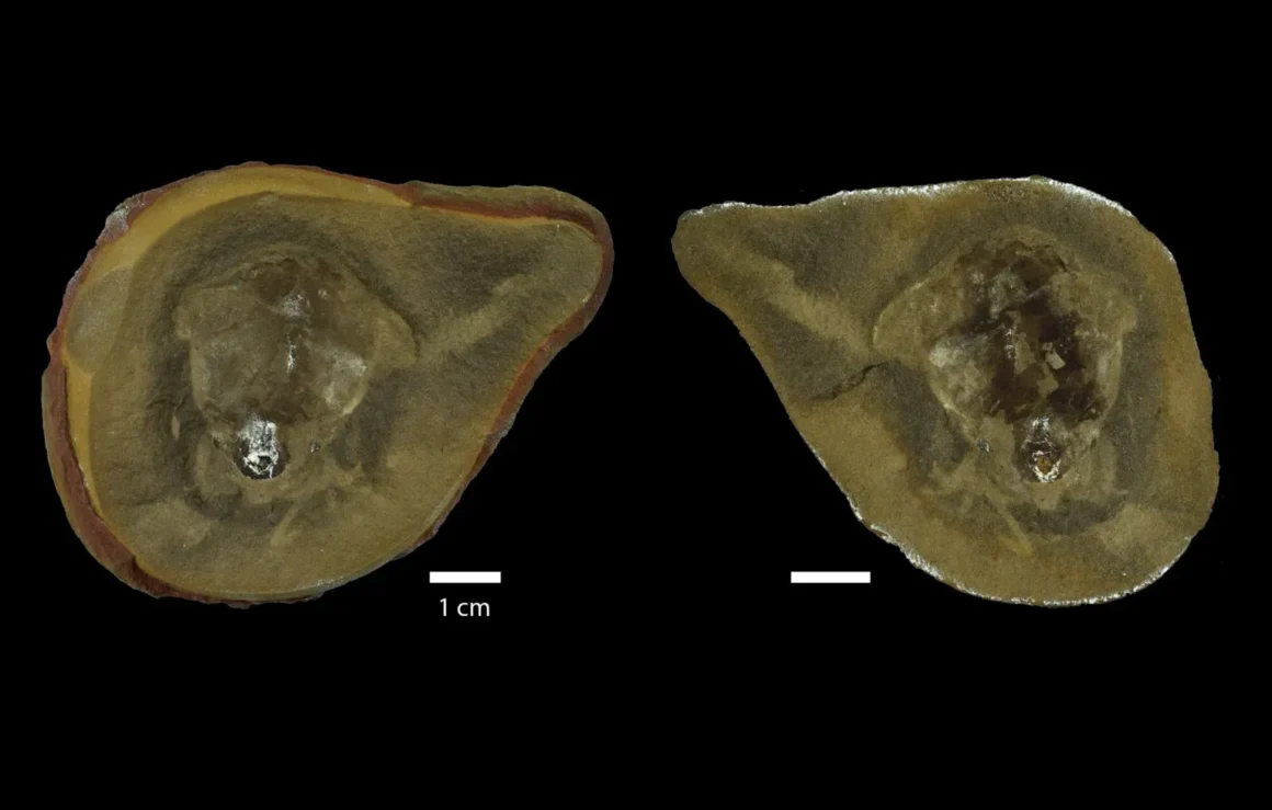 Fossil specimen of Pohlsepia mazonensis showing internal structure after reclassification
