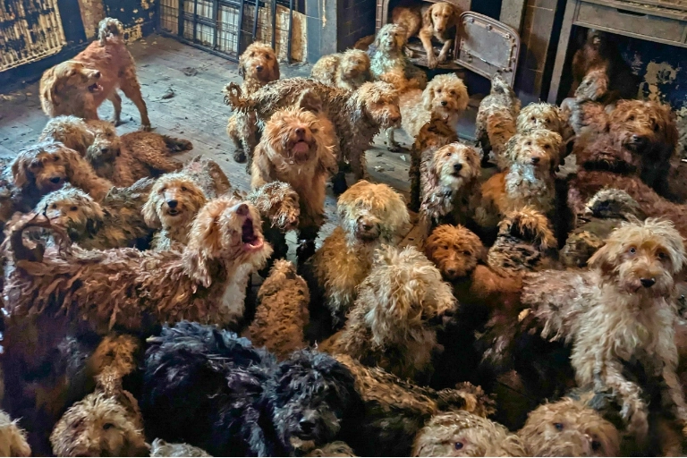 Overcrowded room filled with rescued poodle-cross dogs during the RSPCA dog rescue case in the UK.