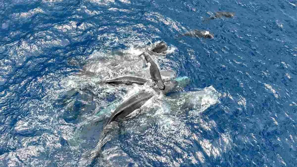 Aerial view of several sperm whales gathered closely at the ocean surface around a mother and newborn calf.