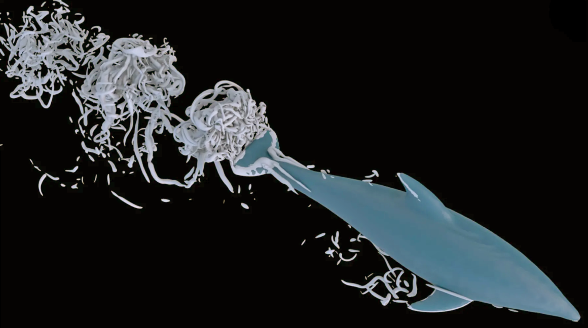 Fluid flow structure behind a dolphin tail showing vortex formation in simulation