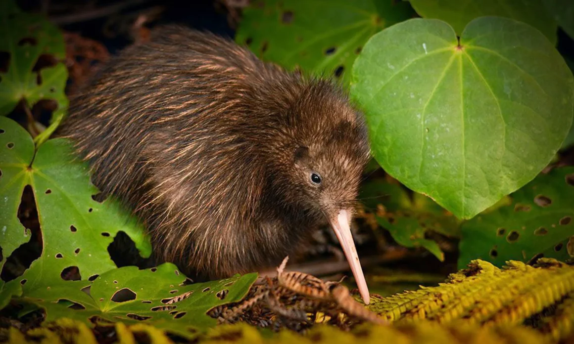 A kiwi bird foraging on the forest floor in a protected habitat in New Zealand